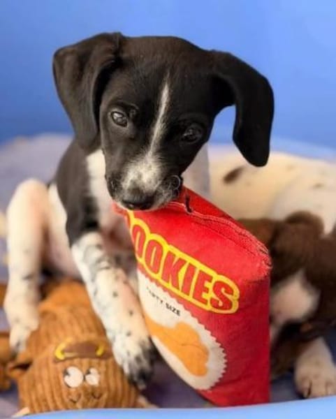 Sieben Zwerge suchen 7 mal ihr Glück