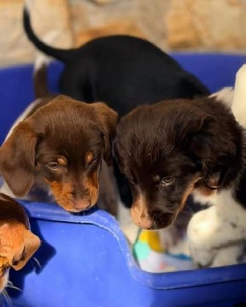 Sieben Zwerge suchen 7 mal ihr Glück