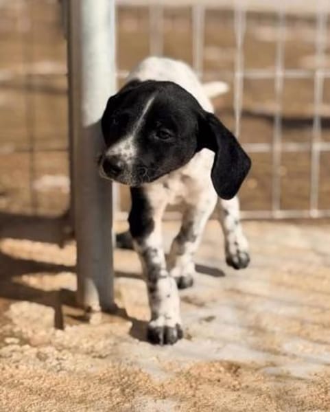 Sieben Zwerge suchen 7 mal ihr Glück