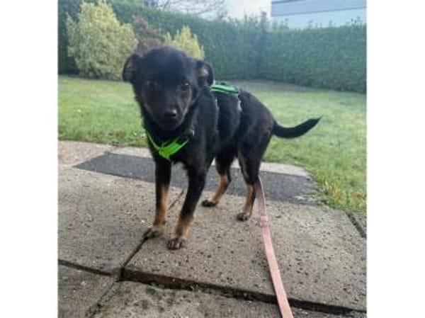 Meilino - wartet in 53757 Sankt Augustin