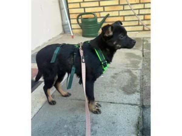 Meilino - wartet in 53757 Sankt Augustin