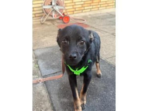 Meilino - wartet in 53757 Sankt Augustin