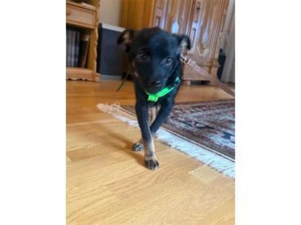 Meilino - wartet in 53757 Sankt Augustin