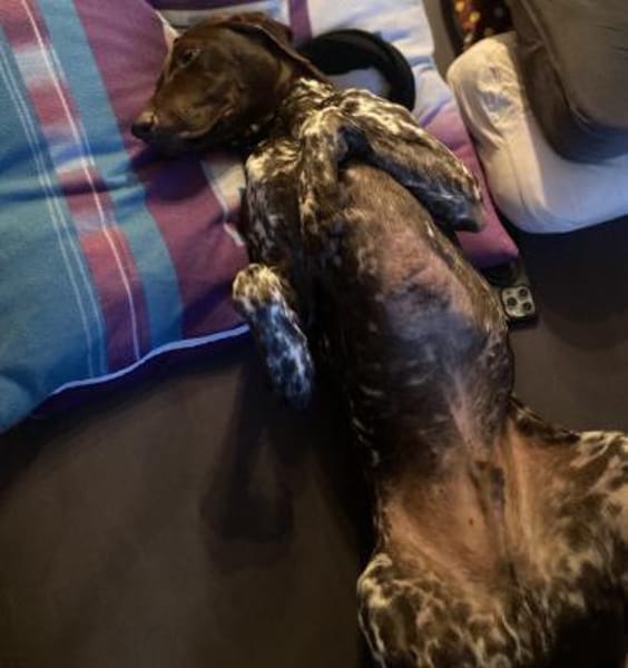 Boogie - menschenbezogener, agiler Rüde