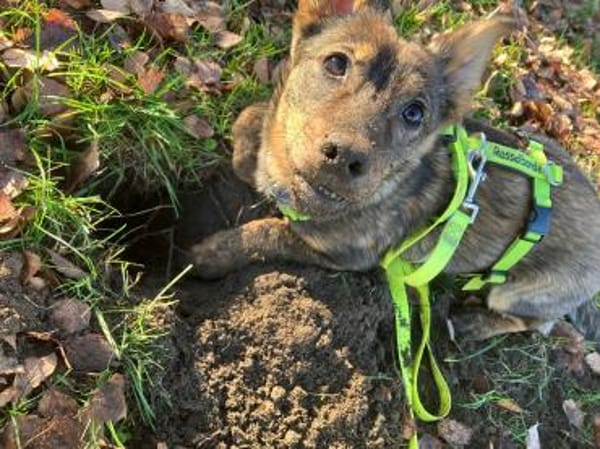 🐾 Emma sucht ein liebevolles Zuhause