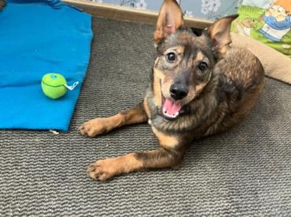 🐾 Emma sucht ein liebevolles Zuhause