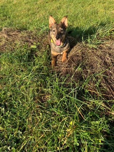 🐾 Emma sucht ein liebevolles Zuhause