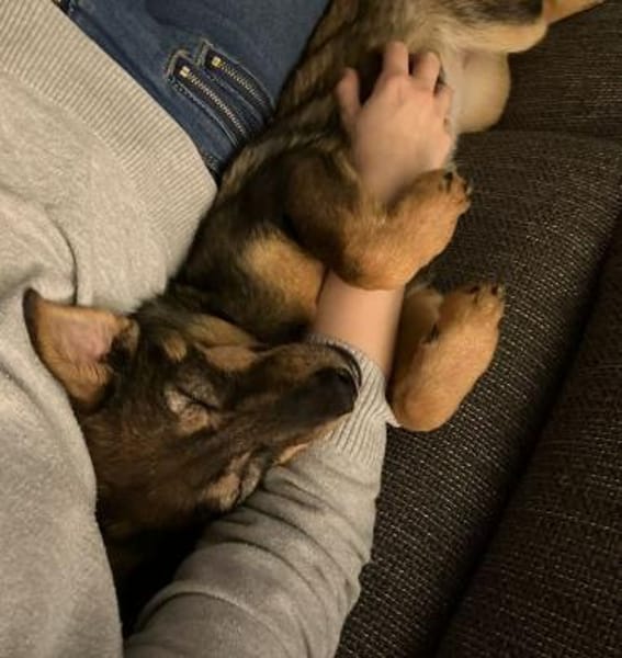 🐾 Emma sucht ein liebevolles Zuhause