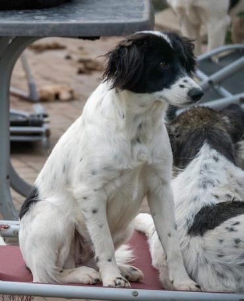 Alma ! Dringend Zuhause gesucht