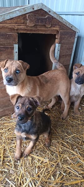 Mogyi sie sucht ein liebevolles Zuhause