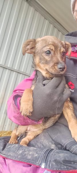 Mogyi sie sucht ein liebevolles Zuhause