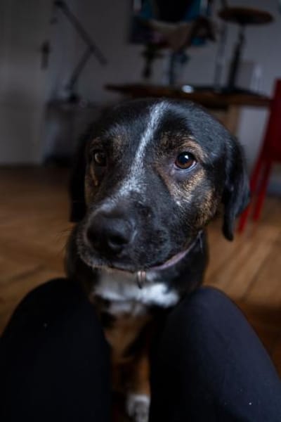 Elian - Freundlicher Herzenshund