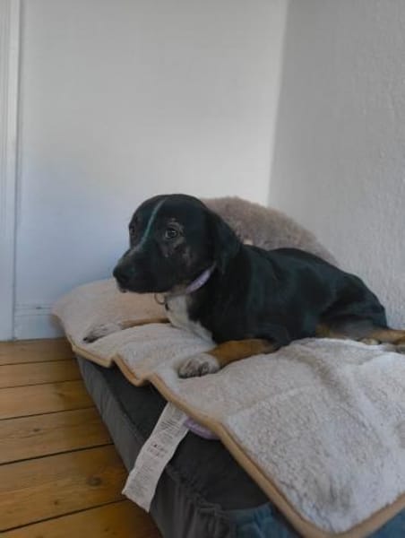 Elian - Freundlicher Herzenshund