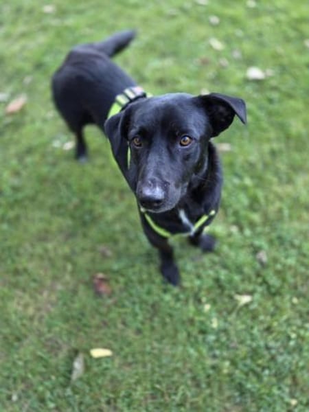 RISUS -ruhig & verschmust-