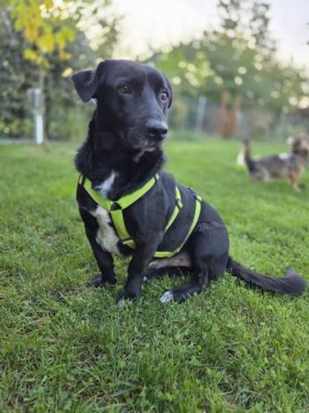 RISUS -ruhig & verschmust-