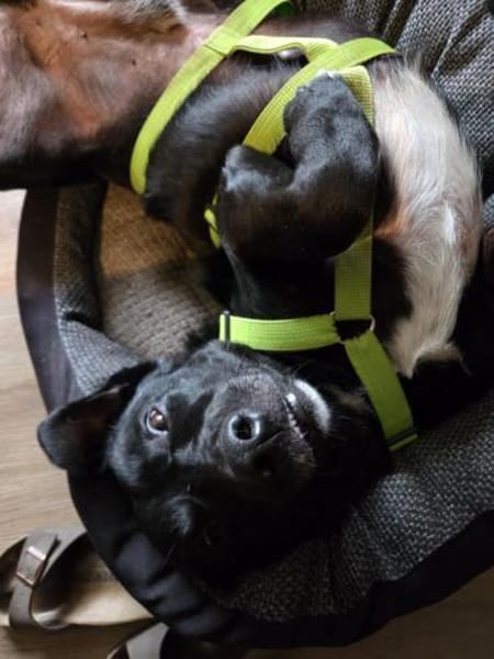 RISUS -ruhig & verschmust-