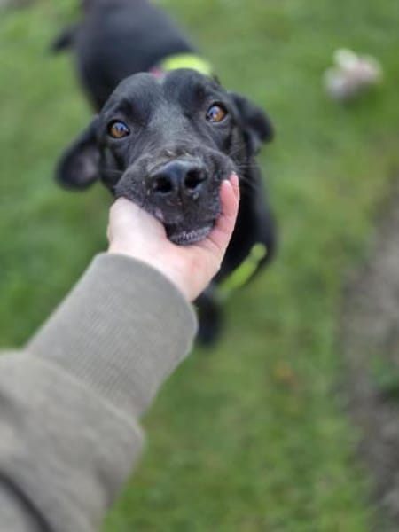 RISUS -ruhig & verschmust-