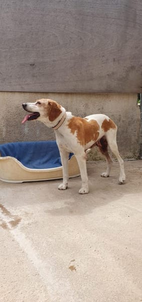 Franzi sucht Familienanschluß