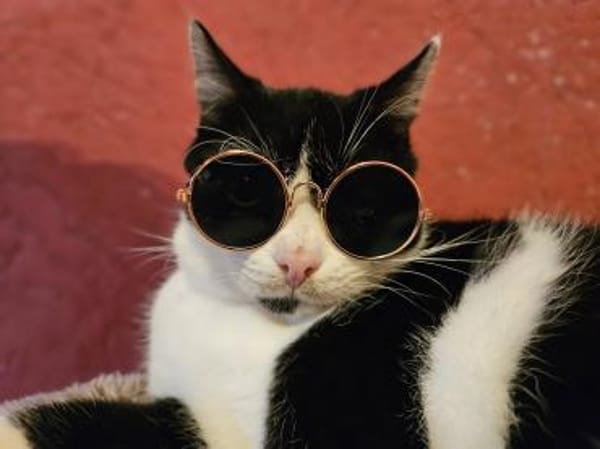 Manhattan - geb. 05/2024 - BKH Mix