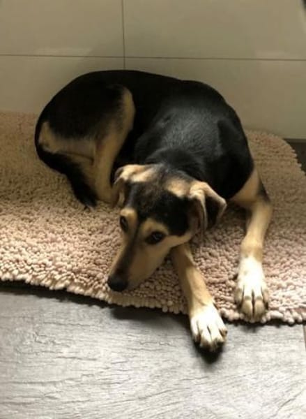 NOBBY -Sanfte Seele möchte vertrauen-