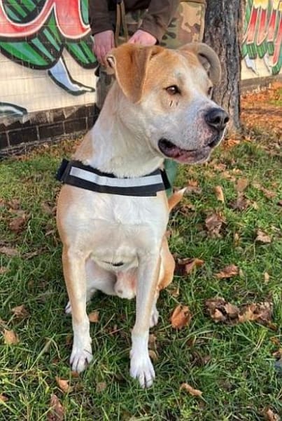 Flint leidet im Tierheim!