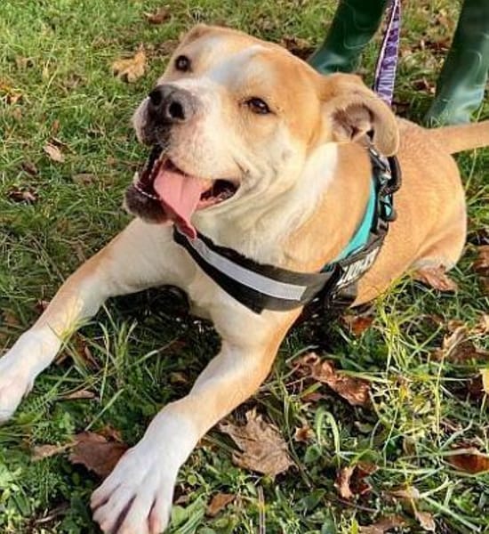 Flint leidet im Tierheim!