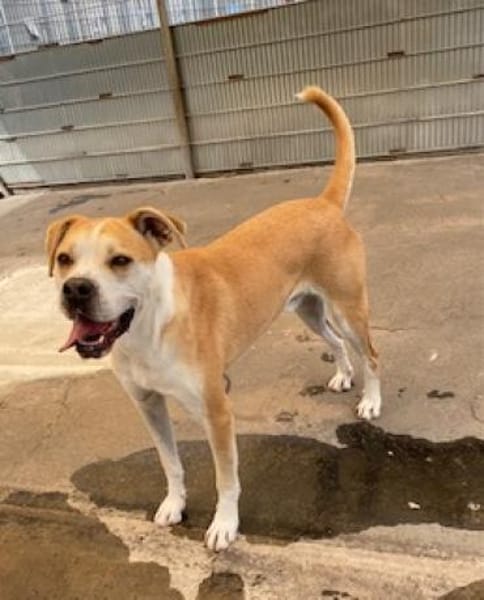 Flint leidet im Tierheim!