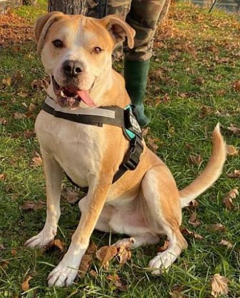 Flint leidet im Tierheim!