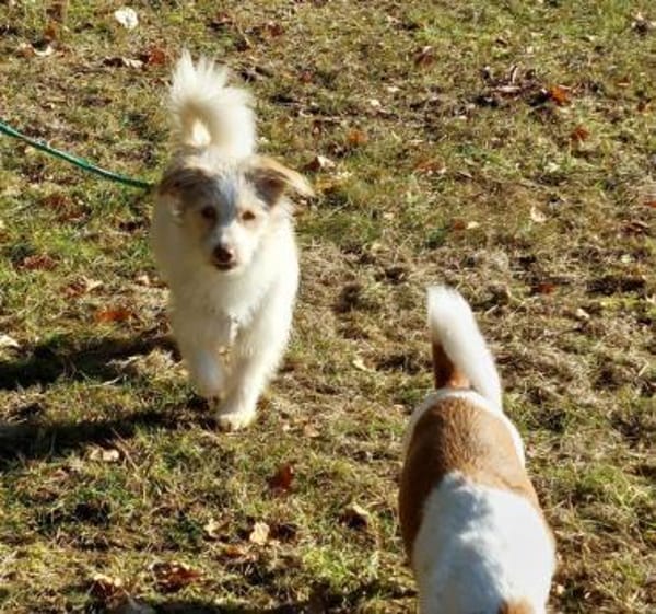 Traumhündin Lovely auf PS in 91278