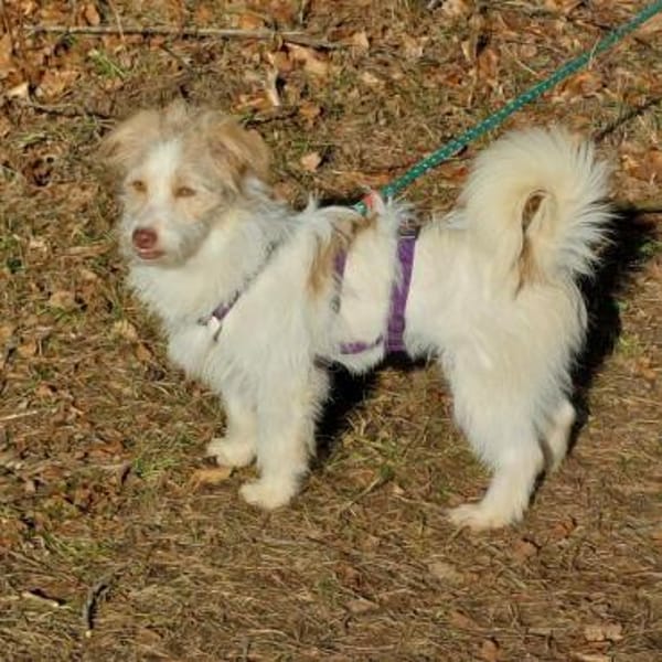 Traumhündin Lovely auf PS in 91278