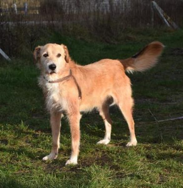 Ned - Altersruhesitz gesucht