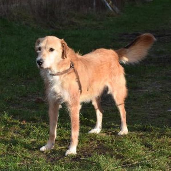 Ned - Altersruhesitz gesucht