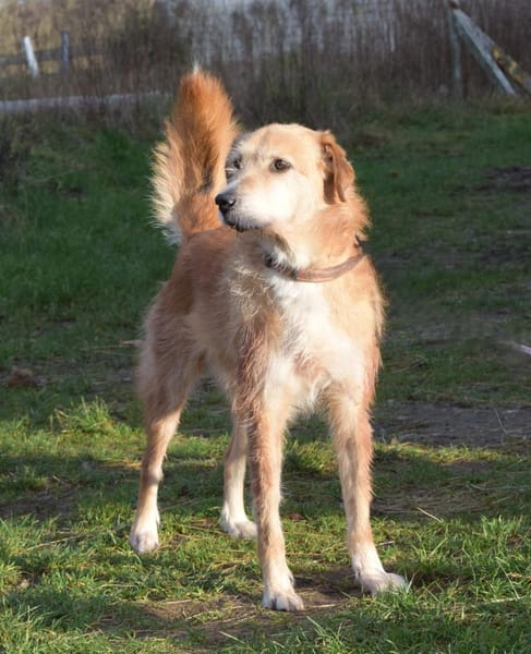 Ned - Altersruhesitz gesucht