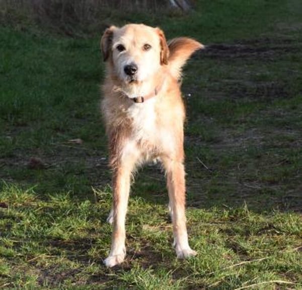 Ned - Altersruhesitz gesucht