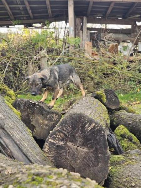 Valera  eine vorsichtige Seele