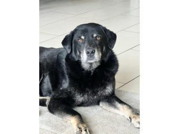 Theodor  wartet in 66787 Wadgassen