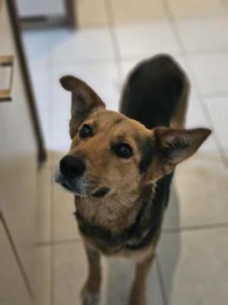 die liebe Runa sucht ihr Zuhause