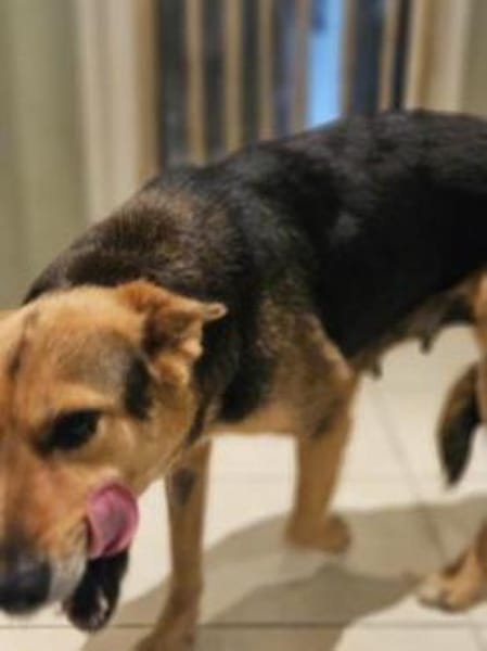 die liebe Runa sucht ihr Zuhause