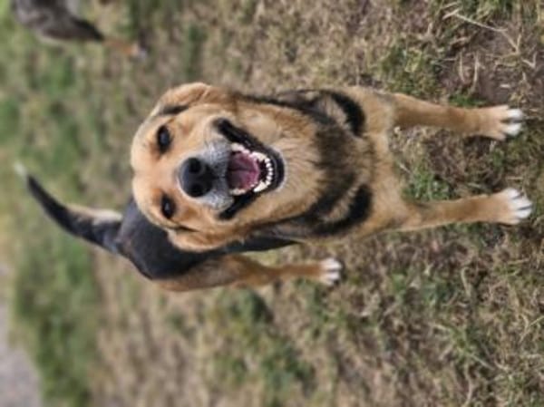 die liebe Runa sucht ihr Zuhause