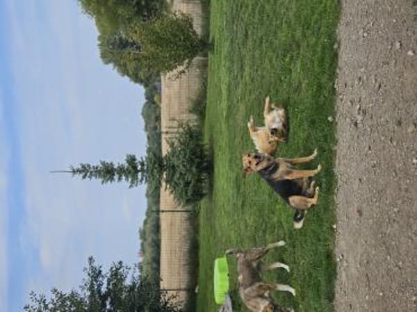 die liebe Runa sucht ihr Zuhause