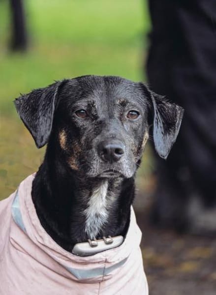 Pinha: Herzenshündin auf vier Pfoten