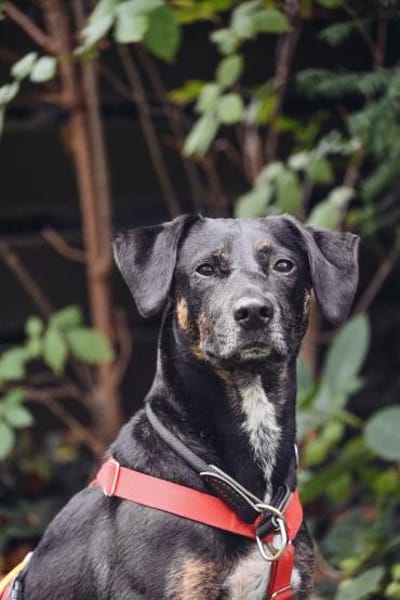 Pinha: Herzenshündin auf vier Pfoten