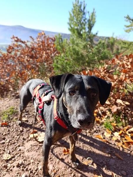 Pinha: Herzenshündin auf vier Pfoten