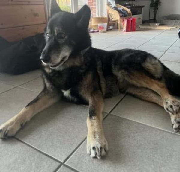 THAI, m., kastr., SH-Mix, geb. 2014