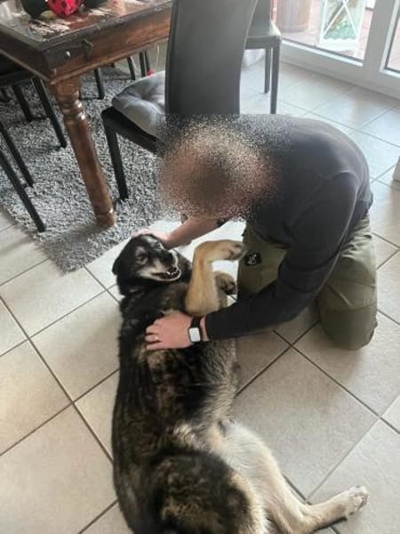 THAI, m., kastr., SH-Mix, geb. 2014