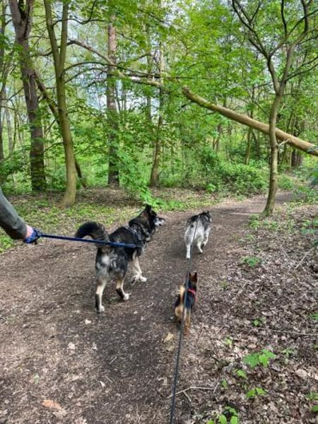 THAI, m., kastr., SH-Mix, geb. 2014