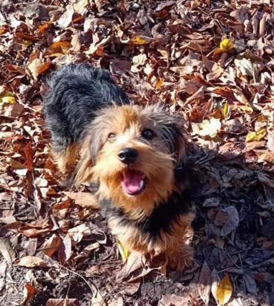 Karesz möchte endlich ankommen