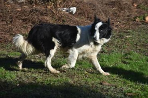 Lotti - in PS in 97258 Oberickelsbach