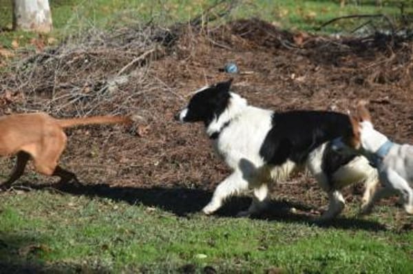 Lotti - in PS in 97258 Oberickelsbach