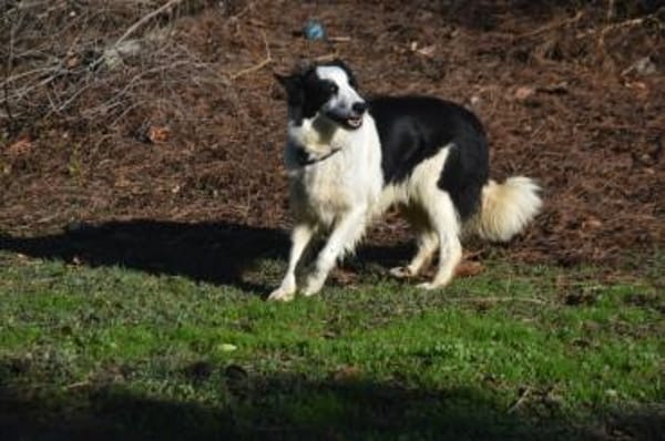 Lotti - in PS in 97258 Oberickelsbach